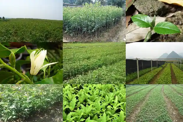 桂花最高能长多高啊1683162949760