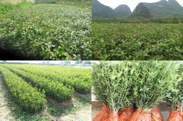 桂花最高能长多高啊1683162949807