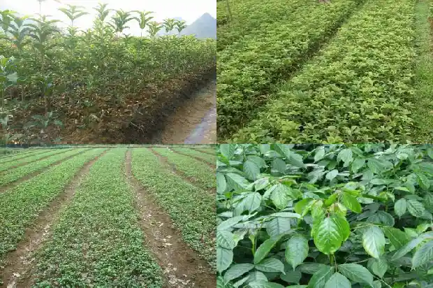 山东种植桂花树1690245077836