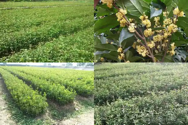 桂花的功效与服用量1689313212576