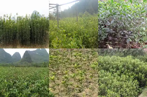 桂花几月开花花期有多长1683162969730