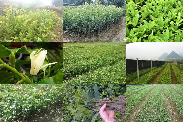 桂花到底几月开花1683162979359