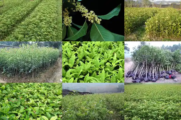 桂花到底几月开花1683162979407