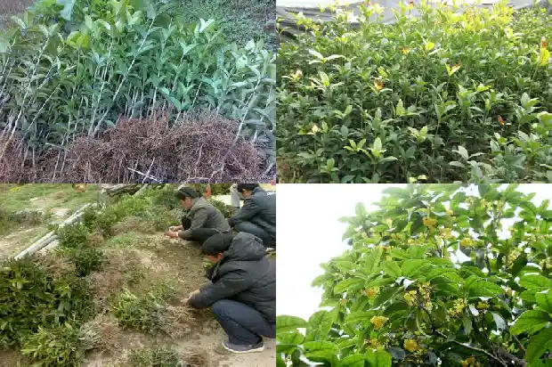桂花到底几月开花1683162979454