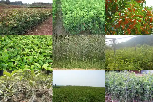 桂花花期花色1683163006511