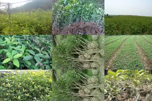 桂花品种及开花时间1683163018521