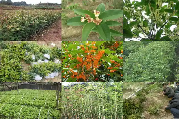 桂花品种及开花时间1683163018569