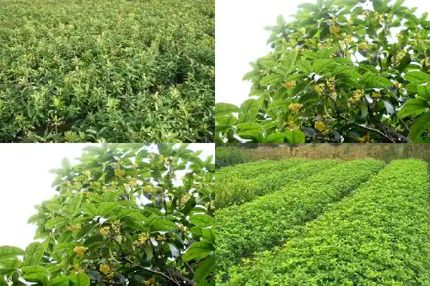 桂花品种及开花时间1683163018616