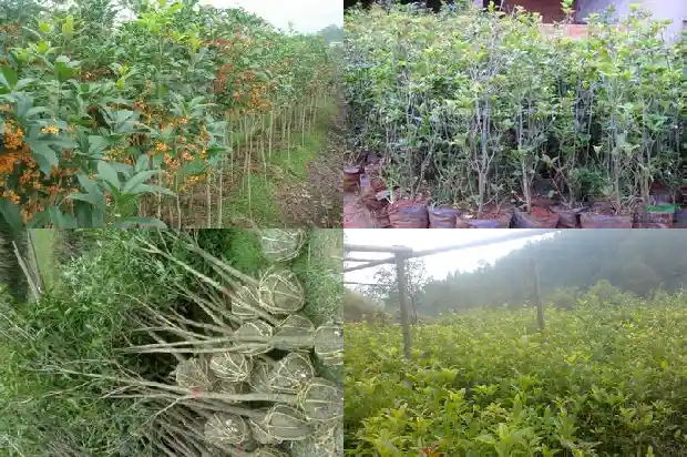 桂花生长范围有多大1683163029202