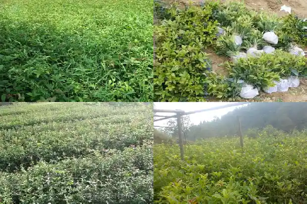 桂花生长范围有多大1683163029250