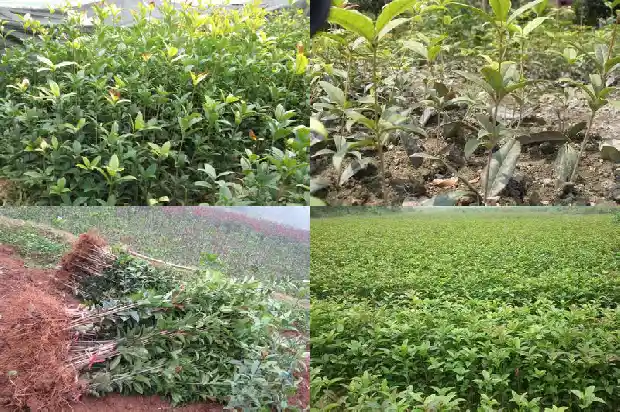 桂花只长高不长侧枝1683163046815