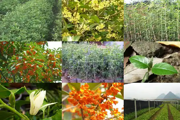 桂花不长叶不开花1683163054225