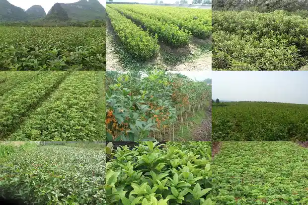 桂花不长叶不开花1683163054273