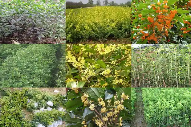 沉香桂花一年开几次花1683163064016