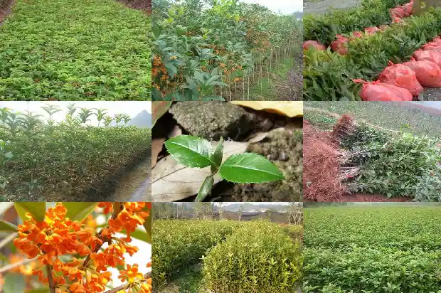 红双喜桂花一年开几次花1683163071527