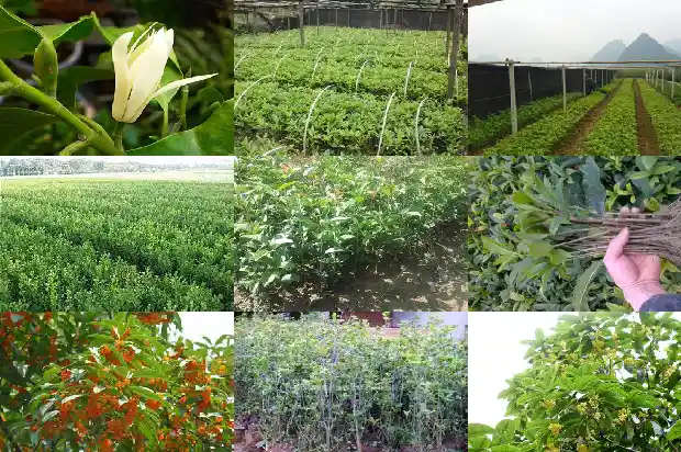 红双喜桂花一年开几次花1683163071575