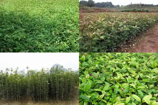 桂花树老桩怎样才能移到盆栽1683163081594
