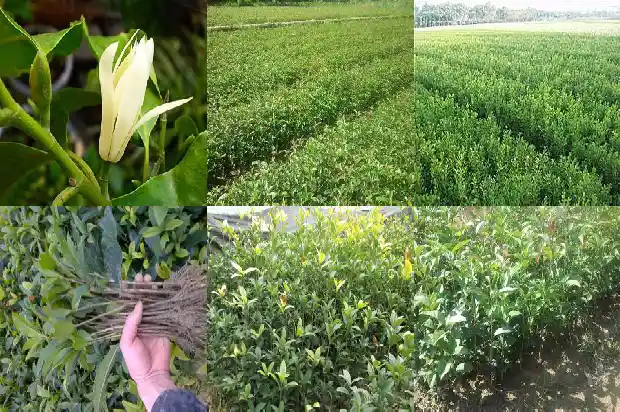 桂花树老桩怎样才能移到盆栽1683163081642