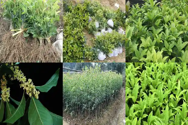 桂花树老桩怎样才能移到盆栽1683163081690