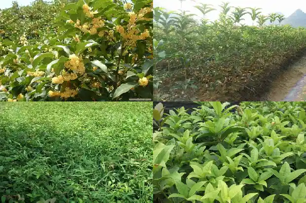 桂花树为啥不能栽在家里养1683163089731