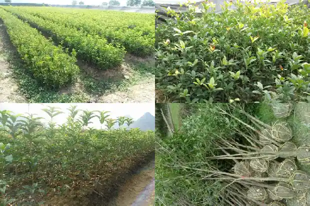 什么品种桂花最香最好看1683163097524