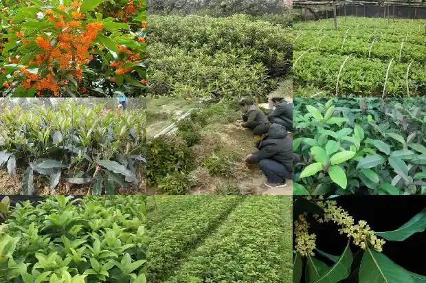 天香台阁桂花几月开花1690072543674
