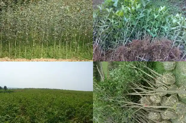 什么品种桂花最香最好1683163107284