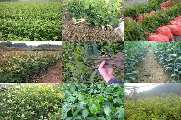 什么品种桂花最香最好1683163107331