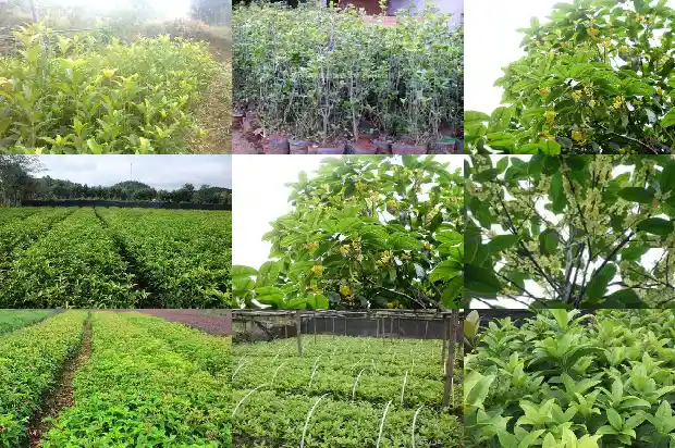 什么品种桂花最香花期最长1683163131304