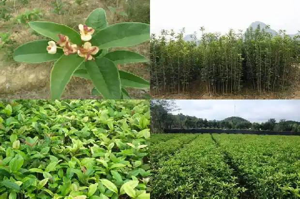 现在嫁接桂花树能活吗1683163141415