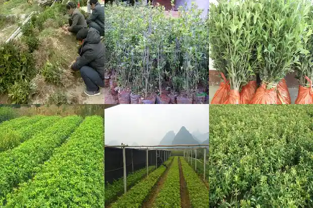月季和桂花一起栽好不好1683163159203