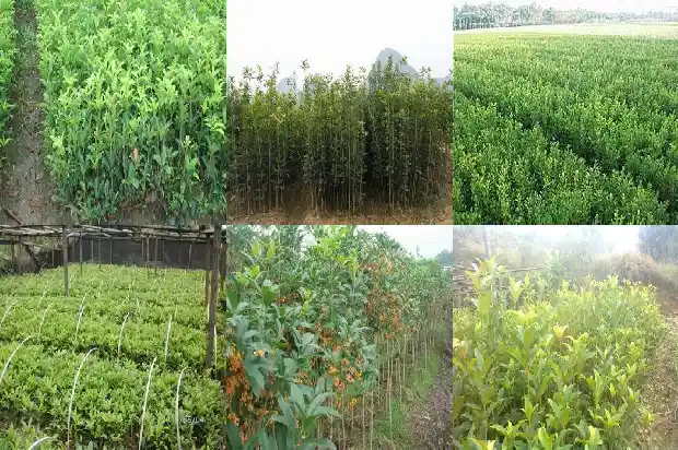 月季和桂花一起泡水1683163167122