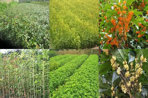 桂花树上可以嫁接什么花1683163175291