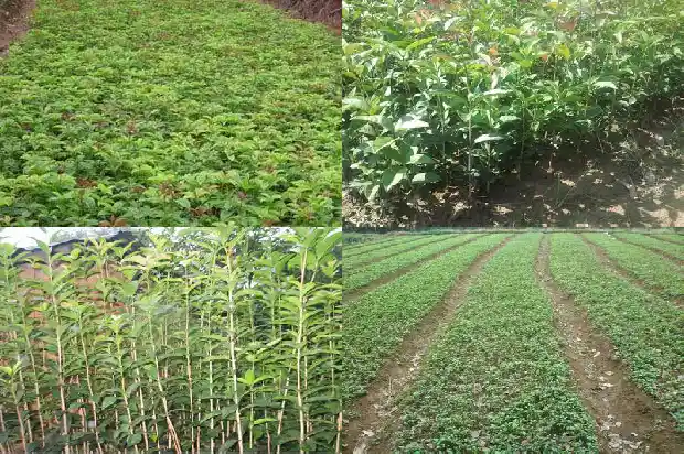 月季可以嫁接到桂花树上吗1683163183570