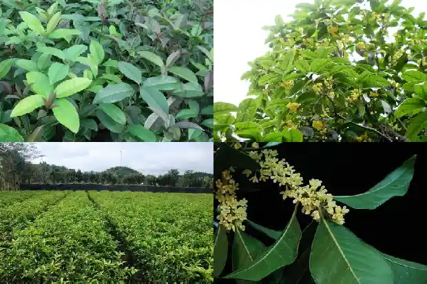 月季可以嫁接到桂花树上吗1683163183618