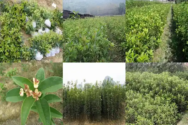 桂花树种植基地在哪里啊1690763242378