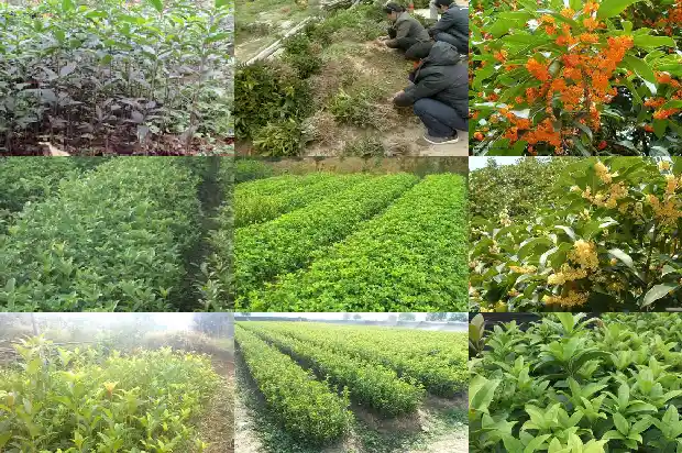 桂花和月季嫁接的区别1683163203174