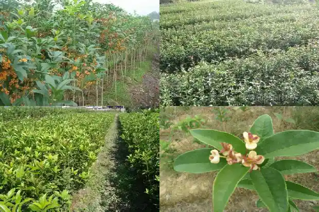 桂花嫁接好吗1683163215112