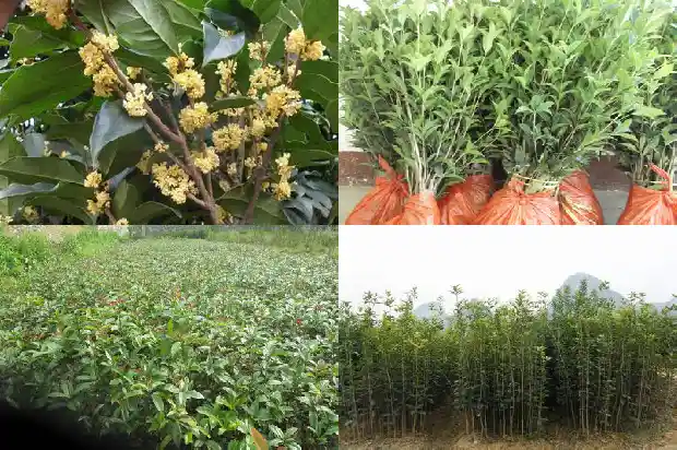 桂花树上可以嫁接什么花树1683163227011