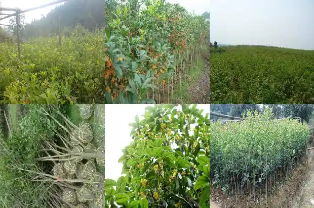 桂花树上可以嫁接什么花树1683163227150