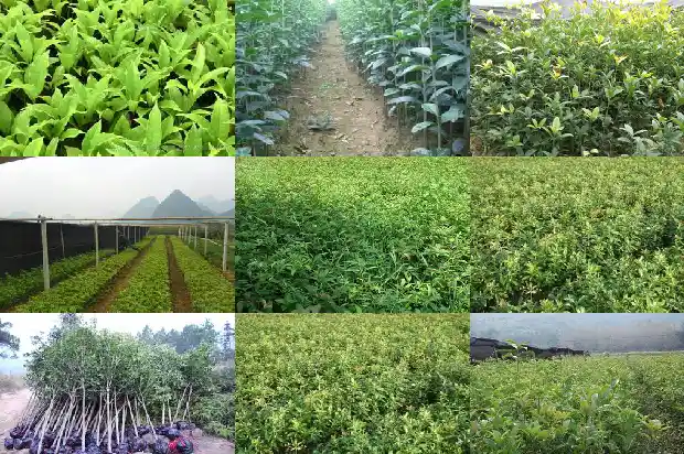 桂花树的花季是什么时候开始的1683163239366