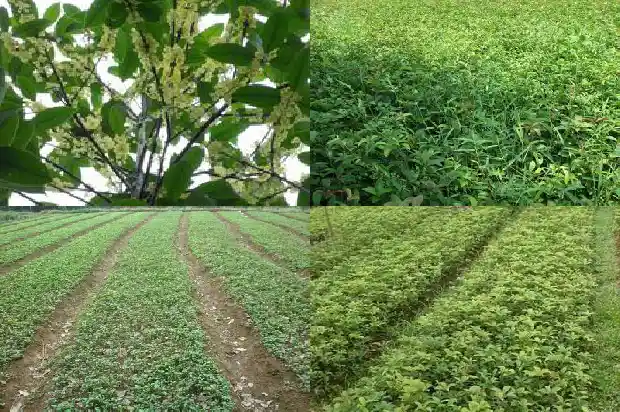 桂花树的花季是什么时候开始的1683163239462