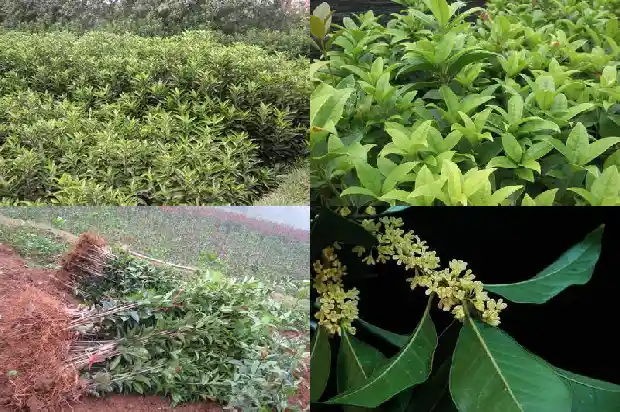 桂花树是哪个季节1683163249122
