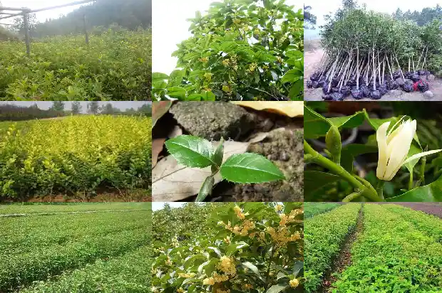桂花树是哪个季节1683163249170