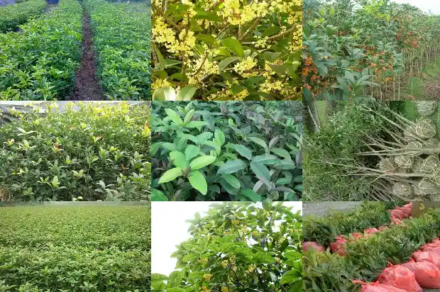 桂花树是哪个季节1683163249217
