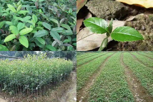 桂花树的生长期是几月份?1683163260891