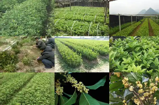 桂花树的生长期是几月份?1683163260938