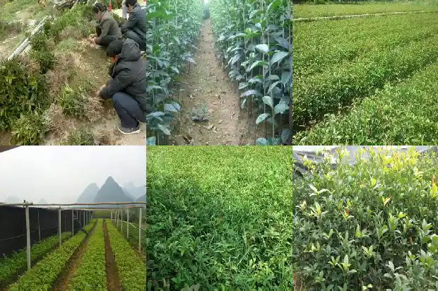 桂花树的生长期是几月份?1683163260986