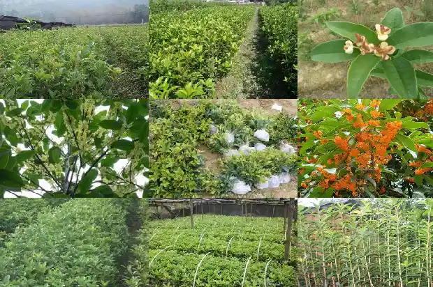 桂花树的生长期是几月份?1683163261032