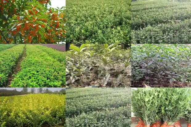 桂花树的季节施肥与管理1683163272742